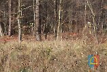 Manewry strażaków OSP „Las Leniszki 2022”