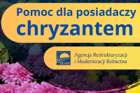 Chryzantemy pomoc Arimr